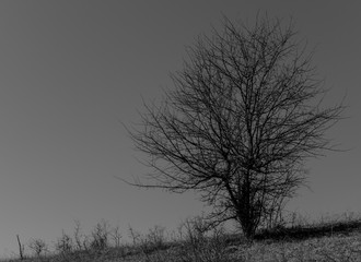 A tree grows alone in a clearing