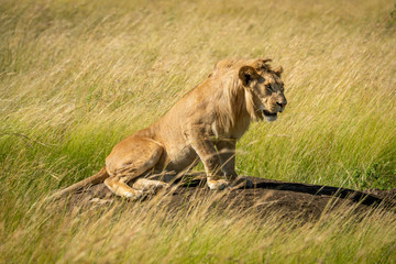 Male lion sits on rock facing right