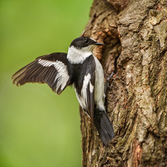 Collared Flycatcher - Ficedula albicollis, beautiful black and white perching bird from European forests, Hortobagy, Hungary.