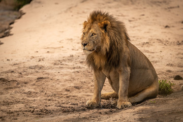 Male lion sits on sand facing left