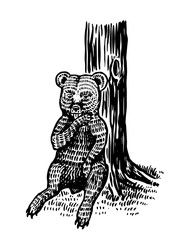 Baby little bear sits by the tree and licks its paw. Brown wild Grizzly animal. Hand drawn engraved old sketch for T-shirt, tattoo or label or poster. Side and front view. Vector illustration.