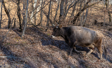 A cow makes its way through the forest