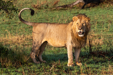 Male lion stands in grassland turning head