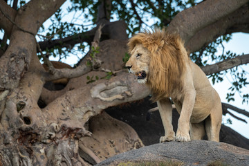 Male lion stands on rock looking down
