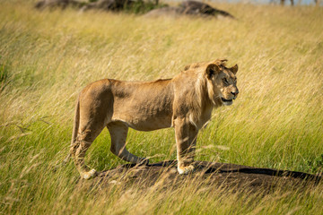 Male lion stands on rock facing right