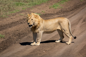 Male lion stands on track facing left