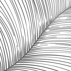 Hand drawn lines made striped background divided in the middle in two parts. Close up of tropical leaf or feather part macro