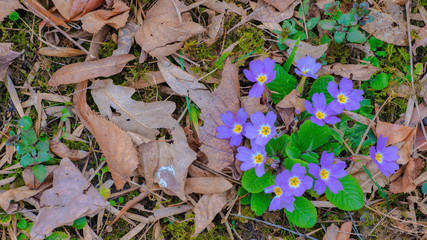 Spring flowers grow through dry leaves