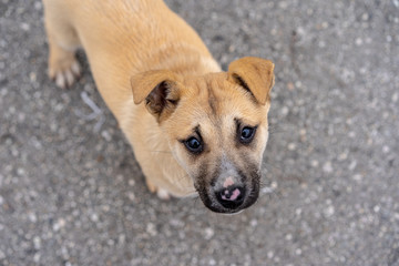 Puppy living on the street