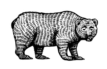 Grizzly bear. Brown wild animal. Side view. Hand drawn engraved old sketch for T-shirt, tattoo or label or poster. Vector illustration.