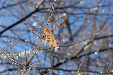 Detail of dry yellow maple leaf and new buds encased in ice after ice storm seen during a late winter sunny morning, Quebec City, Quebec, Canada