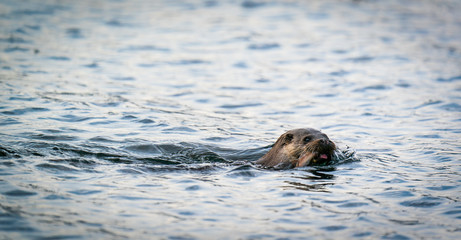 Fototapeta premium European Otter (Lutra lutra) swimming to shore with a fish