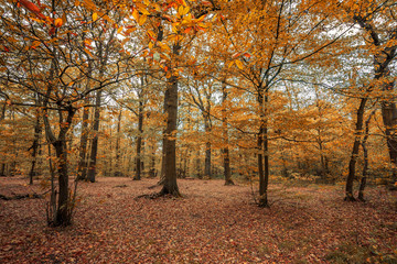 French forest during the Fall season, autumn scene with yellow, orange and red leaves on trees and fallen on the ground