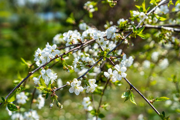 Blossoming white flowers of cherry on a blurry nature background. Spring flowering garden.