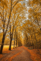 French forest lane in the fall with yellow, orange and red leaves on trees and fallen on the ground, France in Autumn