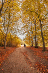 Two silhouettes strolling in a french forest in Autumn