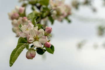 Pale pink apple tree blossoms and buds on a blurred sky background. Branch of a flowering apple tree. Fresh Spring Day after rain.