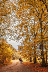 Two silhouettes strolling in a french forest in Autumn