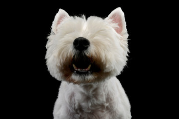 Portrait of an adorable West Highland White Terrier