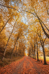 Fototapeta premium French forest lane in the fall with yellow, orange and red leaves on trees and fallen on the ground