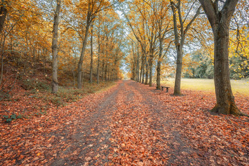 French forest lane in Clamart during the fall with yellow, orange and red leaves on trees and fallen on the ground, France in Autumn