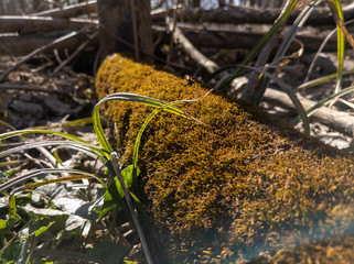 Moss on a Log