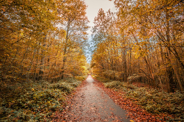 Fototapeta na wymiar French forest lane in the fall with yellow, orange and red leaves on trees and fallen on the ground, France in Autumn