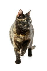 Studio shot of a lovely domestic cat