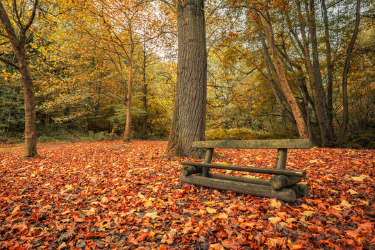 Wooden bench and autumn scene with yellow, orange and red leaves on trees and fallen on the ground