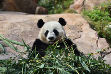 Fototapeta premium Close-up of Giant Panda in China