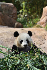 Fototapeta premium Close-up of Giant Panda in China
