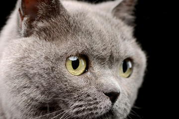 Portrait of a lovely british cat