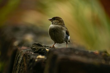 sparrow on a branch