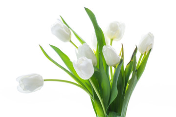 beautiful bouquet of white tulips on white background