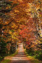 Fototapeta na wymiar 日本・北海道東部の国立公園、紅葉した林道