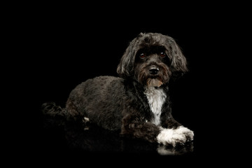 Studio shot of an adorable havanese