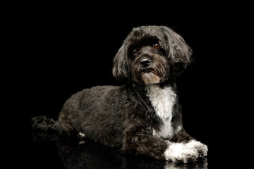 Studio shot of an adorable havanese
