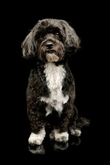Studio shot of an adorable havanese