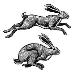 Wild hares. Rabbits are jumping. Forest bunny or coney. Hand drawn engraved old sketch for T-shirt, tattoo or label or poster. Vector illustration. © artbalitskiy