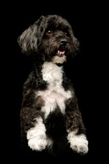 Studio shot of an adorable havanese