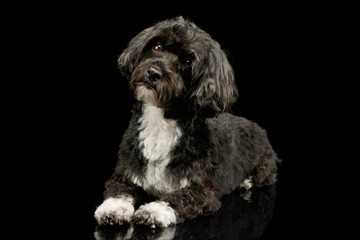 Studio shot of an adorable havanese