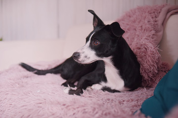 The dog lies on the bed on a pink plaid. A purebred dog at home is resting in the house on the sofa. Black and white on the bed. To sleep with dogs