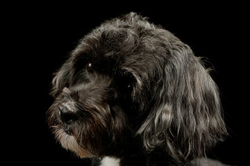 Portrait of an adorable havanese