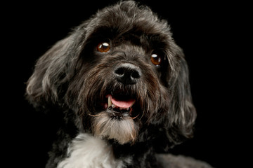 Portrait of an adorable havanese