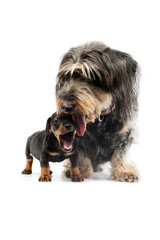 Studio shot of an adorable Dachshund and a puppy