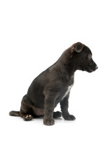 Fototapeta premium Studio shot of an adorable mixed breed puppy