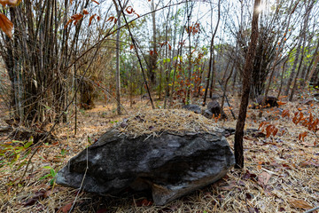 Boulder covered with bamboo leaves at Nam Phong National Park