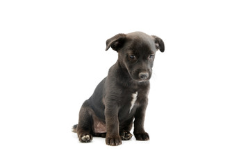 Obraz premium Studio shot of an adorable mixed breed puppy