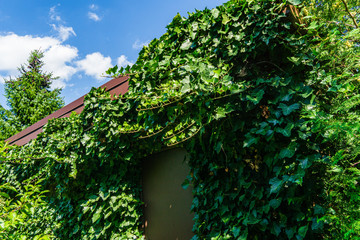 Fototapeta premium Ordinary ivy Hedera helix or English ivy as decoration on farm building in evergreen garden. Walls of house are hidden under dark green leaves of evergreen all year round. Nature concept for design.