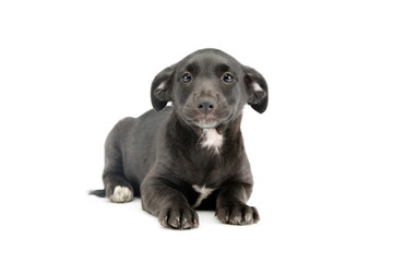 Studio shot of an adorable mixed breed puppy